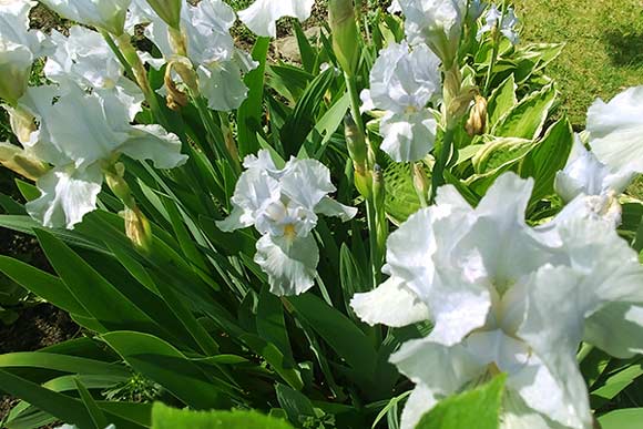 amenagement paysager fleurs